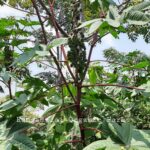Castor Oil Seeds (Red Stem)