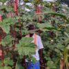 Pink Long Tree Okra Seeds