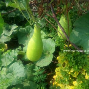 Bottlegourd Seeds – Dhandayutham (Long)