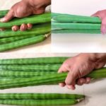 Karumbhu Moringai Seeds (Sugarcane drumstick) | Varisanaadu variety
