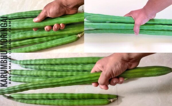 Karumbhu Moringai Seeds (Sugarcane drumstick) | Varisanaadu variety