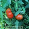 Marmande Tomato Seeds