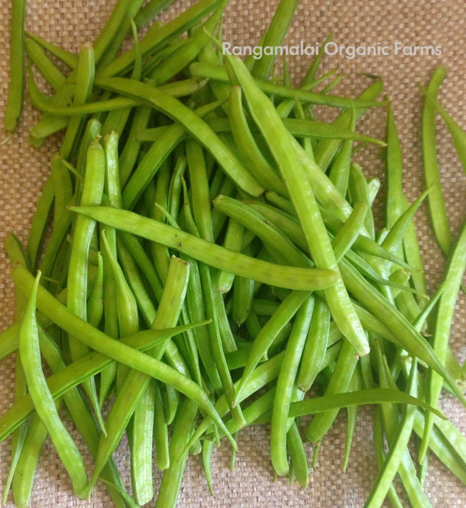 Cluster Beans Seeds (long) – Rangamalai Organic Farms (ROF) – Manvasanai