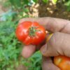 Marmande Tomato Seeds - Image 2