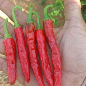 Samba Red Chilli Seeds