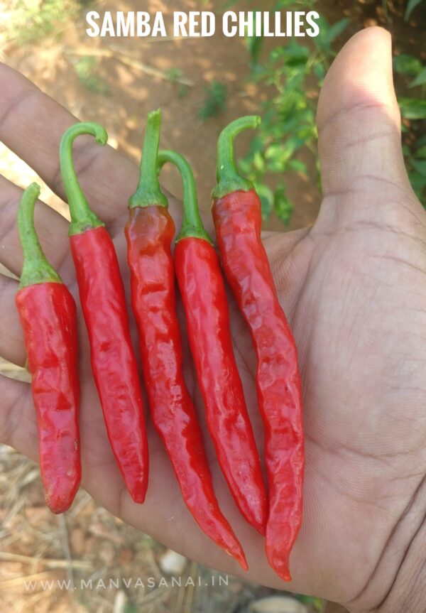 Samba Red Chilli Seeds