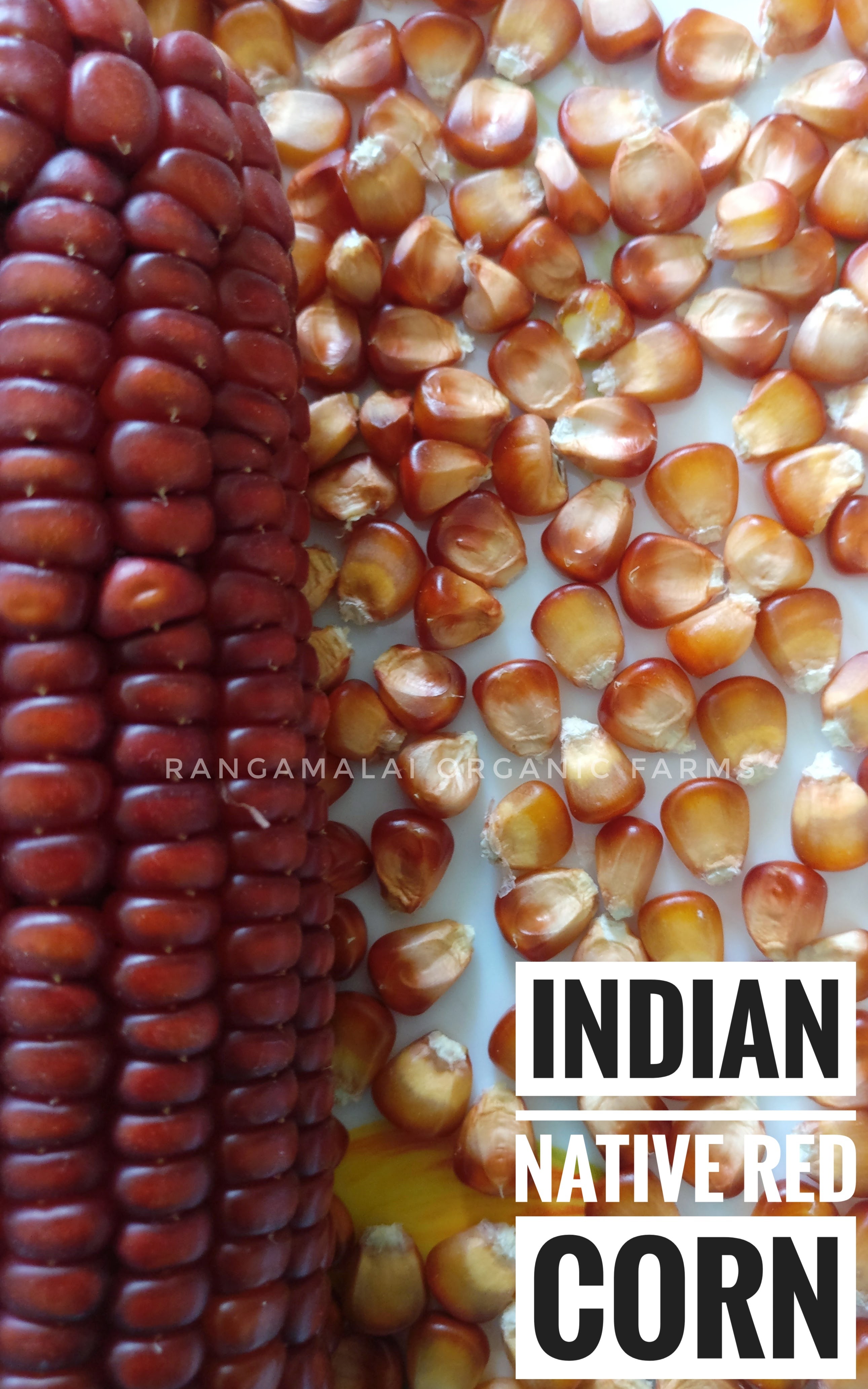 Indian Native Corn Seeds Reddish Brown Rangamalai Organic Farms Rof Manvasanai