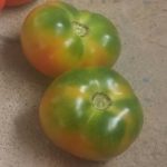 Ananji Tomato Seeds