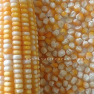 Indian Native Corn – Yellow & white