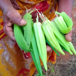 Okra (Ladiesfinger)