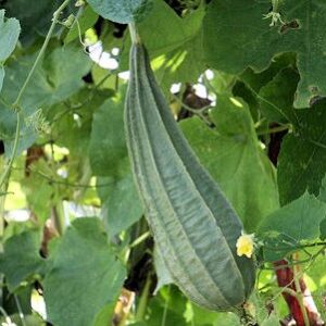 Ridgegourd