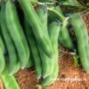 Black Velvet Beans Seeds (Mucuna Pruriens) - Image 2