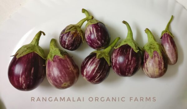 Purple Round Brinjal with White Stripes Seeds (S5) - Image 2