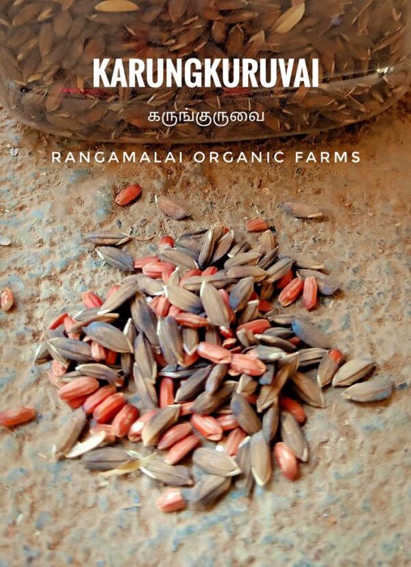 Karung Kuruvai Native Paddy Seeds (Red Rice) - Image 2