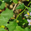 Solanum Trilobatum (Thoothuvalai) Seeds