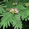 Arappu Tree Seed (Albizia Amara)