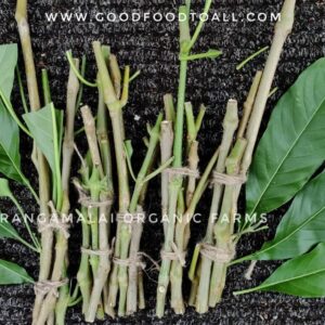 Adathoda Stem Cuttings (Justicia Adhatoda)