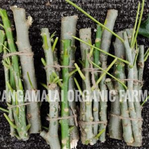 Jatropha Curcas Stem cuttings (Essential Plants for Home gardens)