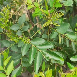 Curry Leaves Seeds