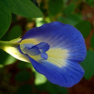 Butterfly Pea (Blue) – Shankupushpam (Clitoria Ternatea) Seeds