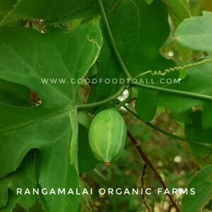 Coccinia Grandis / Ivy Gourd Stem Cuttings / Tuber