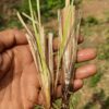Vetiver Grass Slips (Dharini Variety) - Image 3