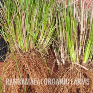 Vetiver Grass Slips (Dharini Variety)