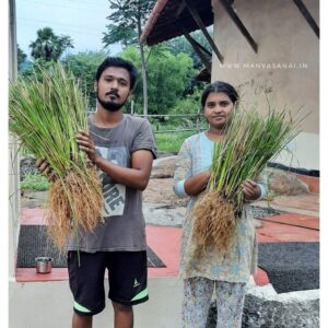 Vetiver Grass Slips (Gulabi Variety)