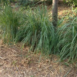 Lemongrass Plant Slips (Cymbopogon) – Type 1 (ROF)