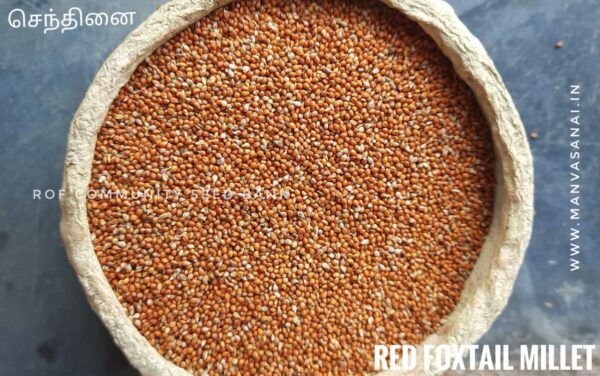 Native Red Foxtail Millet Seeds (Senthinai)