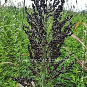 Black Sorghum / Black Irungu Cholam Seeds