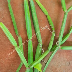 Pirandai Plant (Cissus Quadrangularis) Live Plant