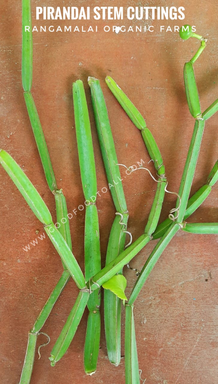 pirandai plant cissus quadrangularis live