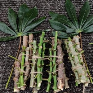 Heirloom Tapioca or Cassava Stem Cuttings