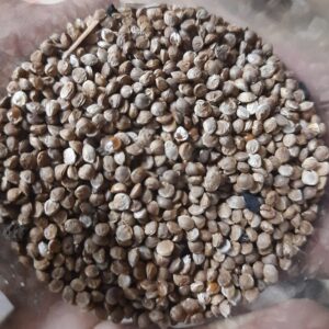 Native Kodu Millet Seeds (Samba Varagu), 500g