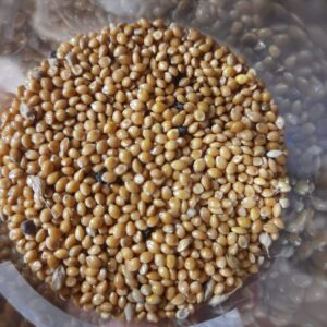 Native Proso millet Seeds (Panivaragu), 500g