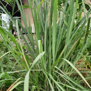 Lemongrass Plant Slips (Cymbopogon) – Type 2 (Krishna)