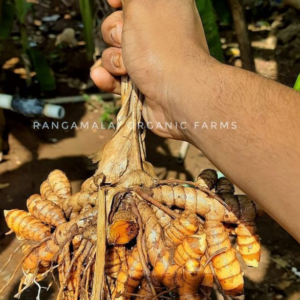 Turmeric Rhizome Seeds (Alleppey Naatu Turmeric)