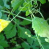 Bittergourd Small - Mithi Pagarkaai