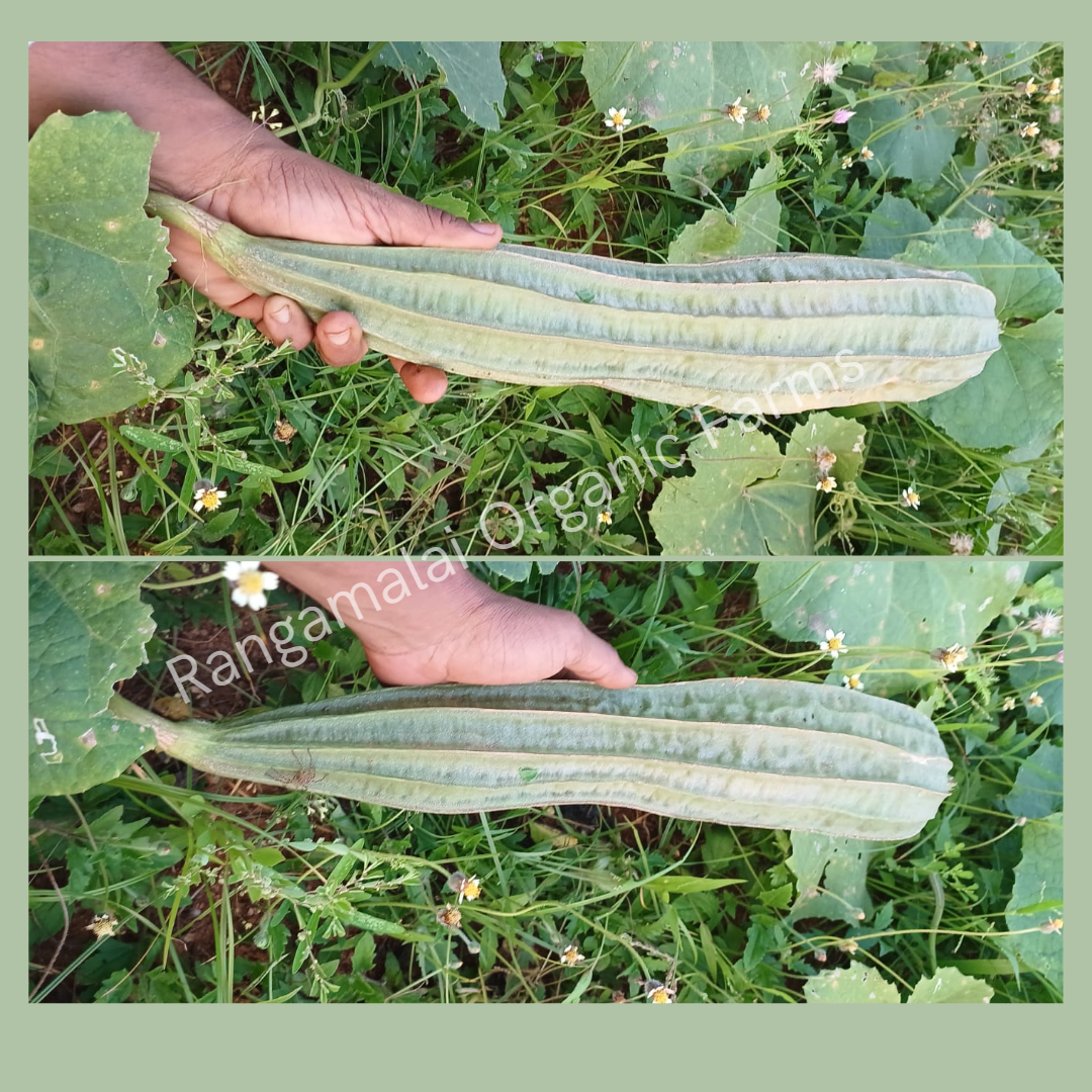 Buy PARYAVARAAN Vegetable Seeds | Ridge Gourd Seeds | Ridge Seeds | Ridge  Gourd Seeds Hybrid F1 | Ridge Seeds Vegetable Seeds | for Home Gardening  pack of 30 seeds Online at Best Prices in India - JioMart.