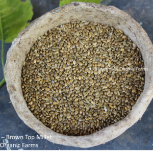 Brown Top Millet Seeds (Kaadai Kanni)