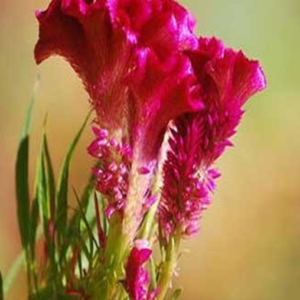 Kozhikondai Flower Seeds ( Hen’s horn flower)