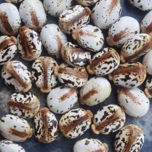 White Castor Oil Tree Seeds