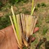 Vetiver Grass Slips (Dharini Variety) - Image 4
