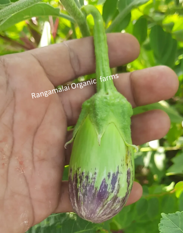 Heirloom Brinjal Double Color