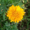 Heirloom Marigold Yellow Flower Seeds