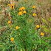 Heirloom Marigold Yellow Flower Seeds - Image 2