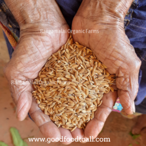 Mappillai Samba Native Paddy Seeds