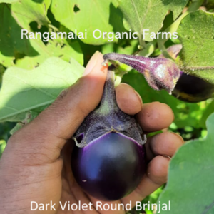 Dark Violet Round Brinjal Seeds