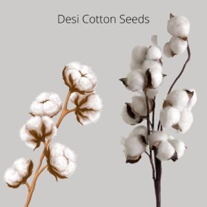 Desi cotton